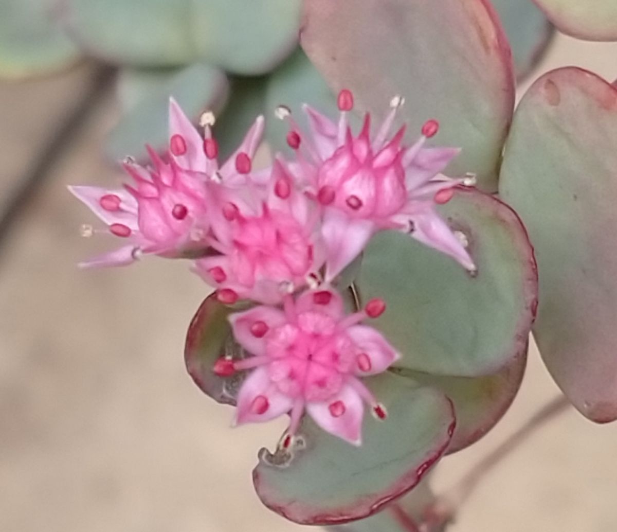 我が家の庭の花