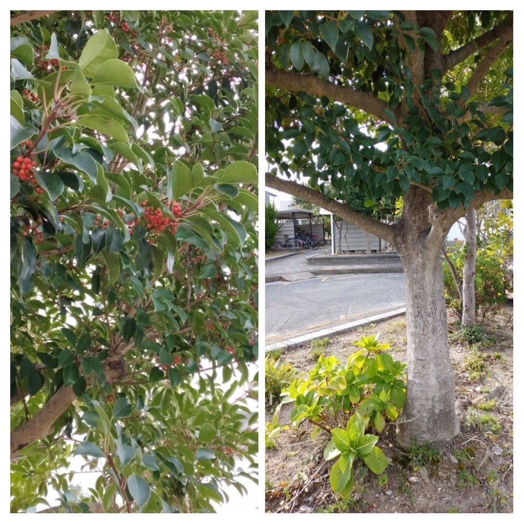 散歩道で見かけた花と実！