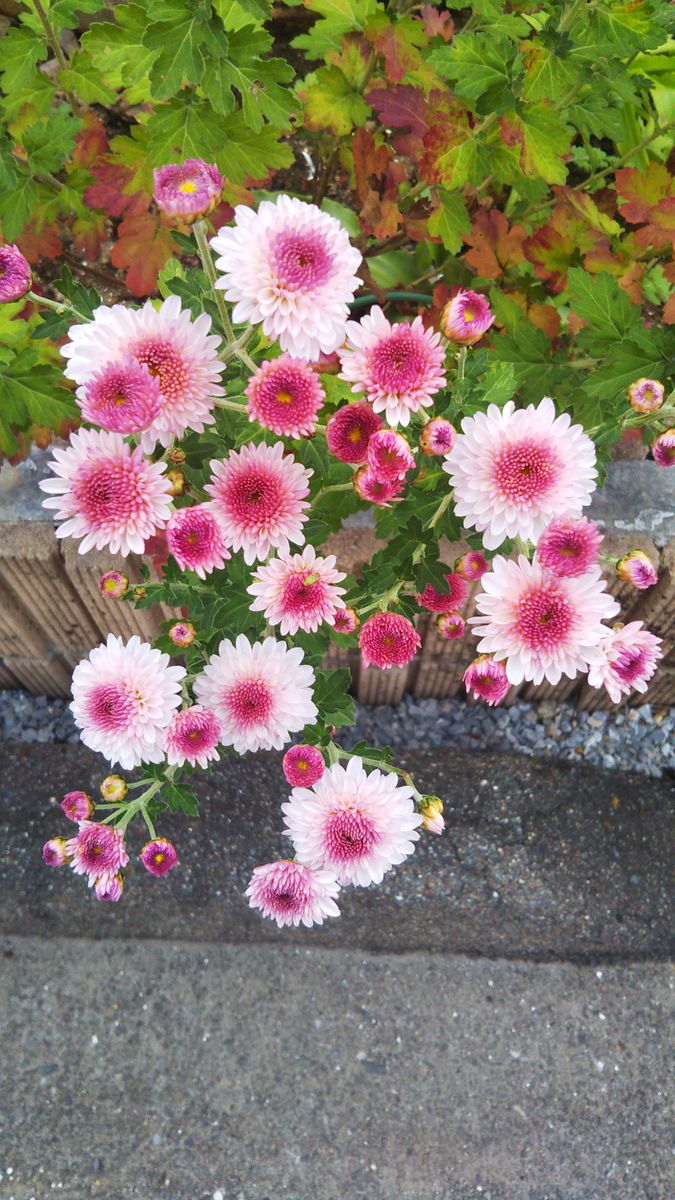 秋の日差しが似合うお花 おまけの切り花