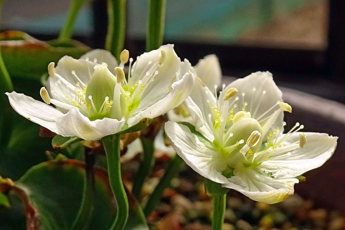 ムラサキセンブリ 開花途上！