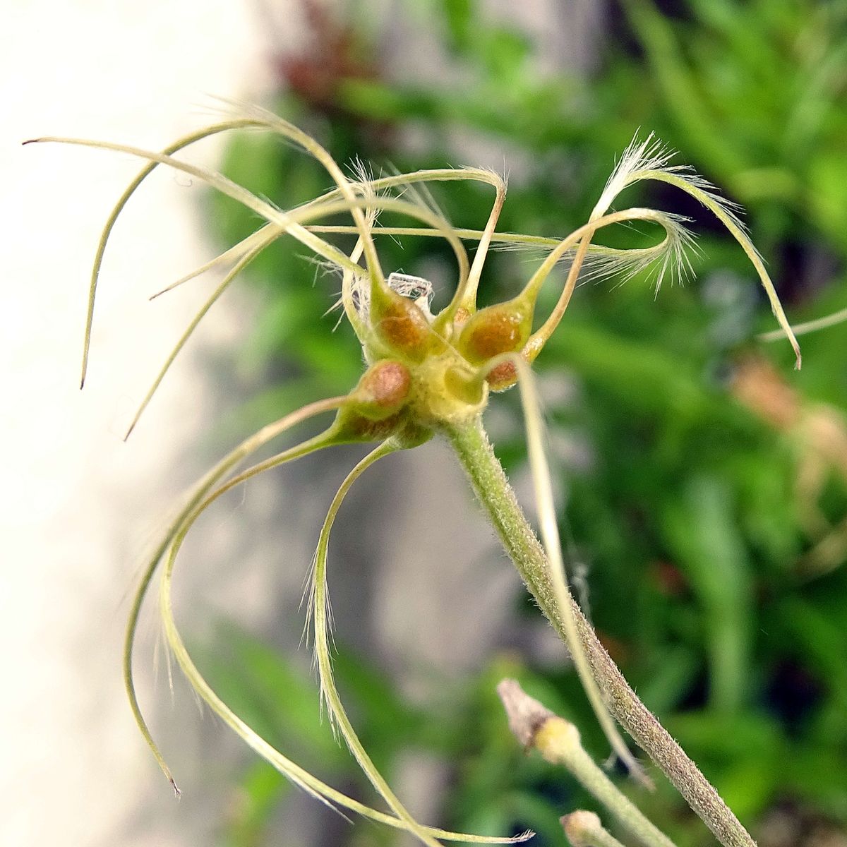 ムラサキセンブリ 開花途上！