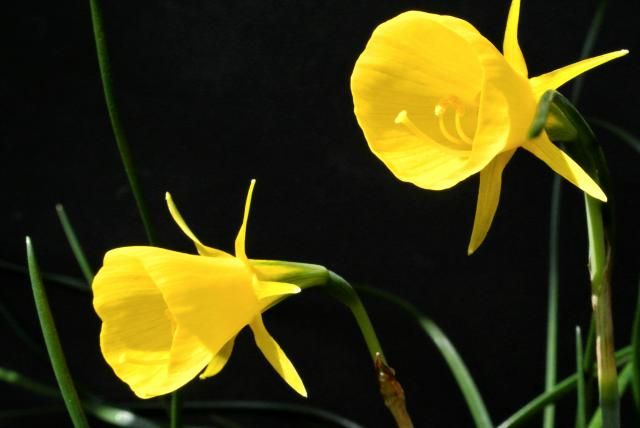 今日の花便り～②