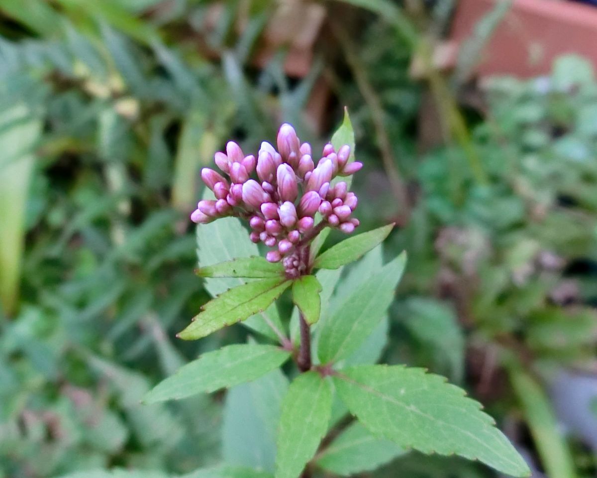 花と同居？人