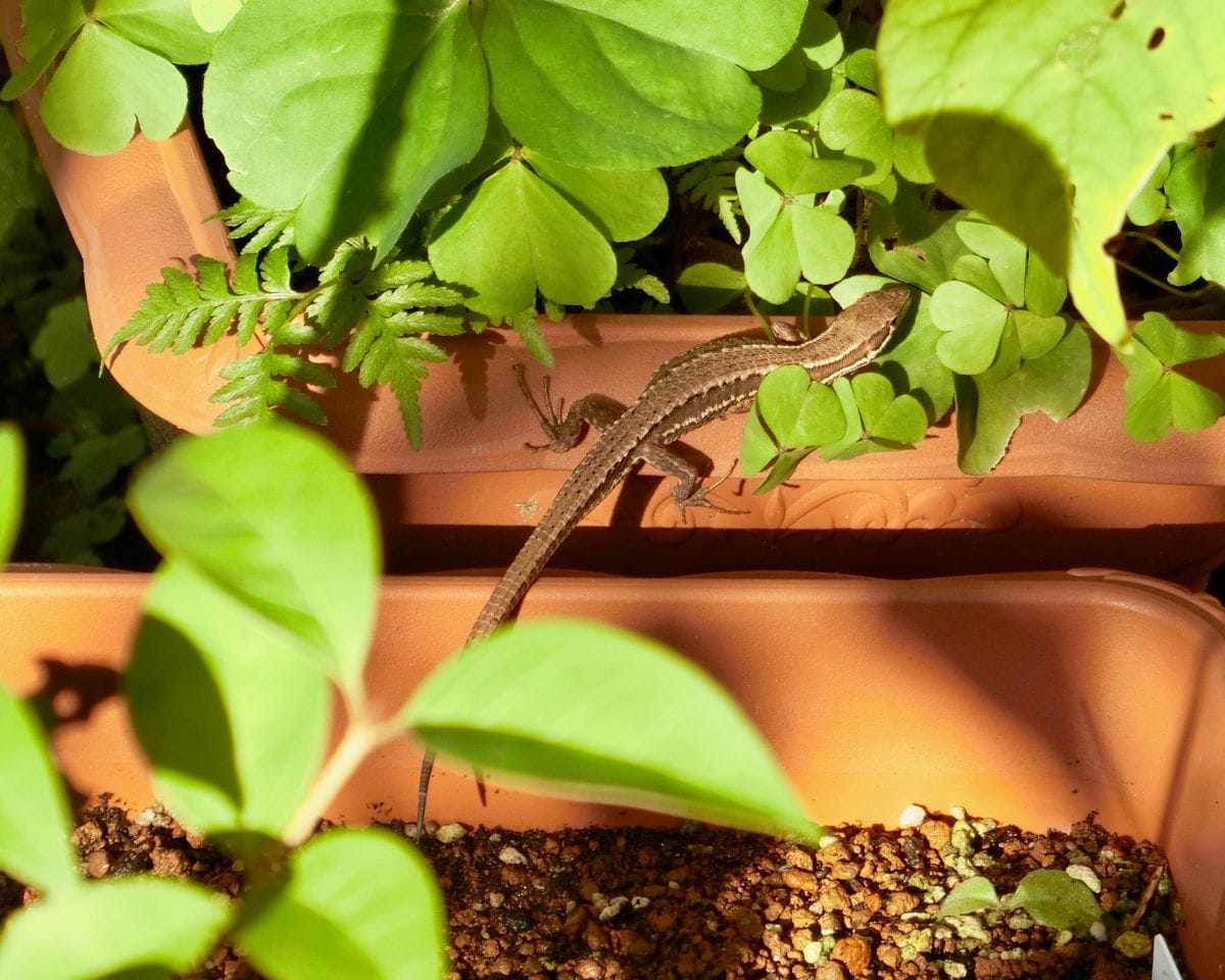 花と同居？人