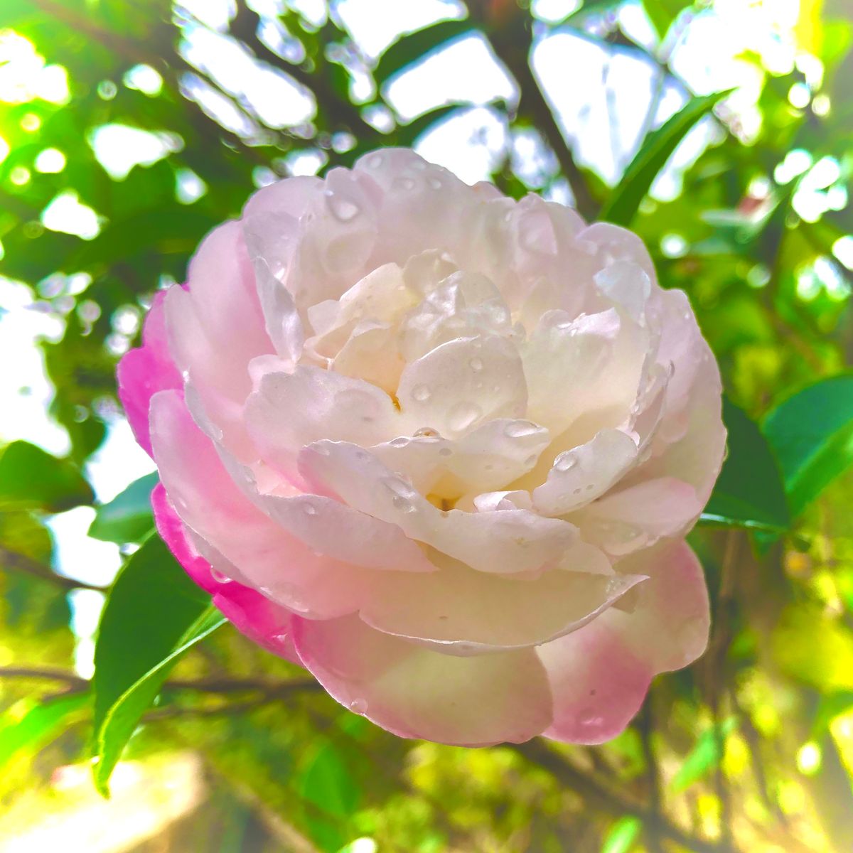 富有柿と山茶花を盛って😋