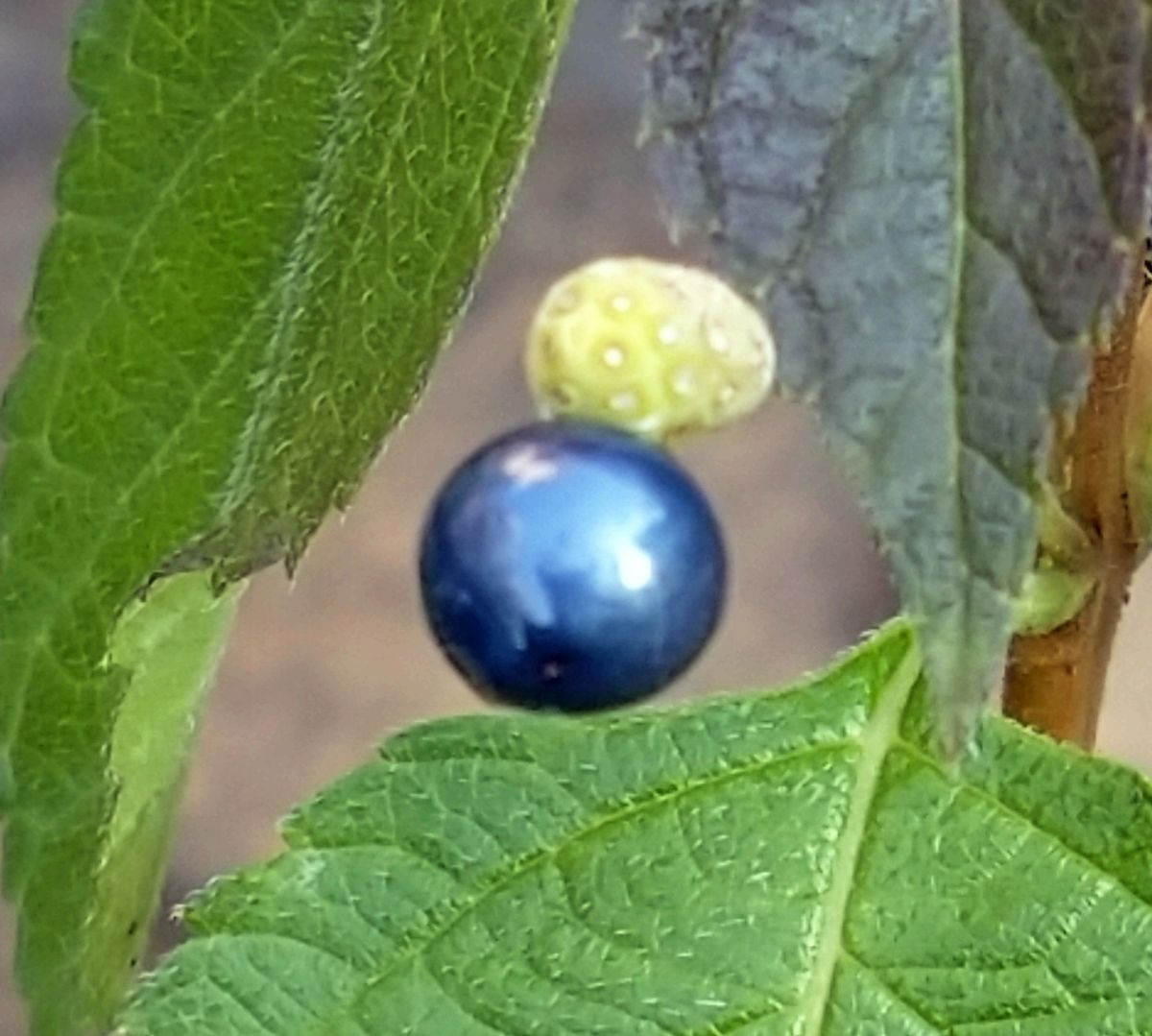 我が家の庭の花