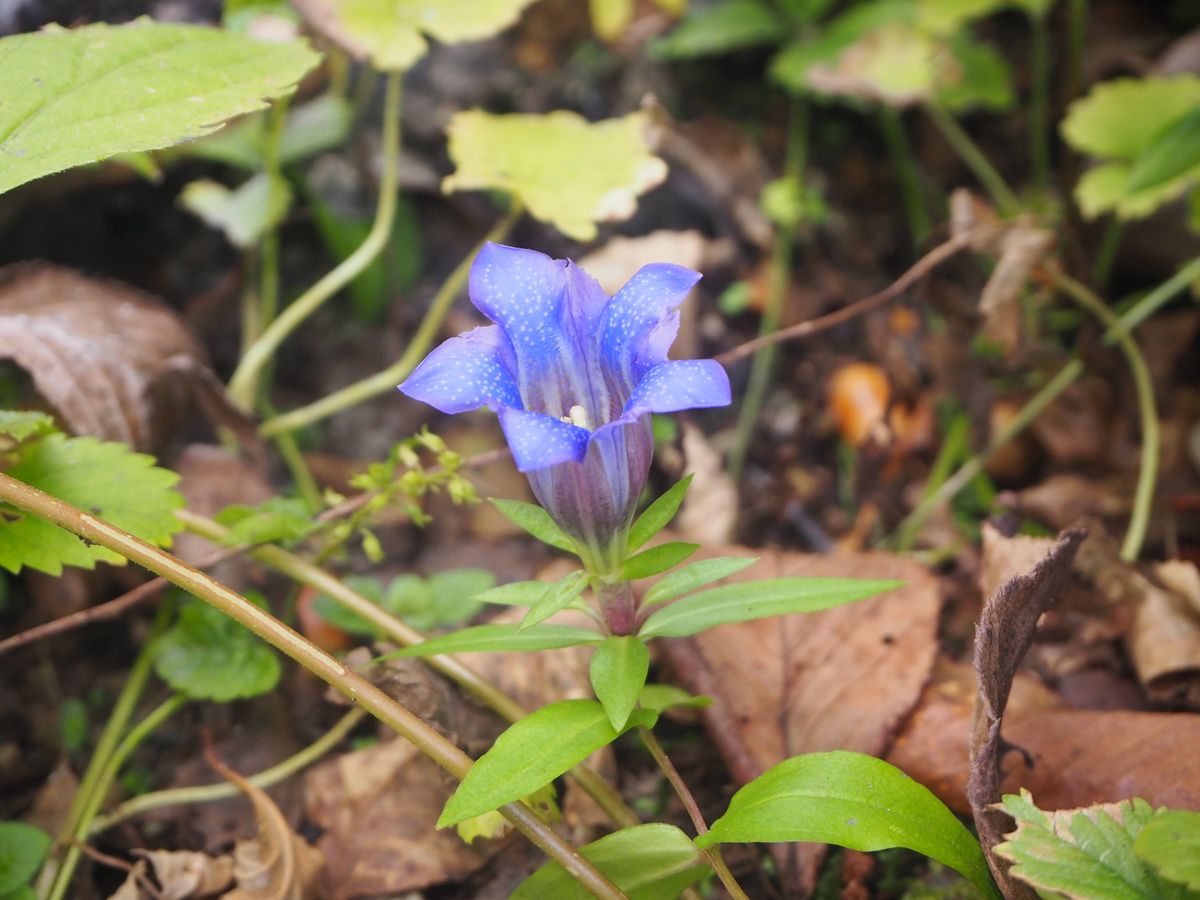 晩秋の花