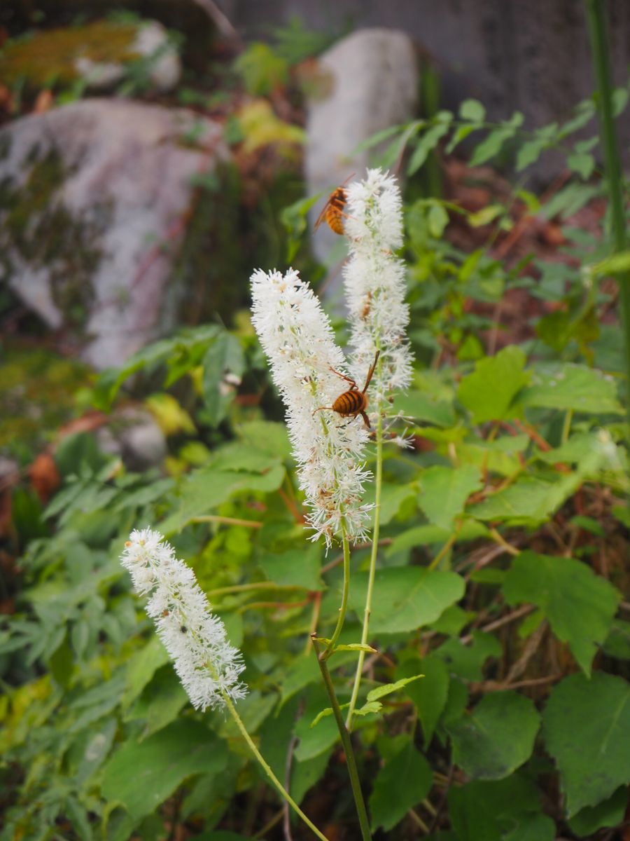 晩秋の花