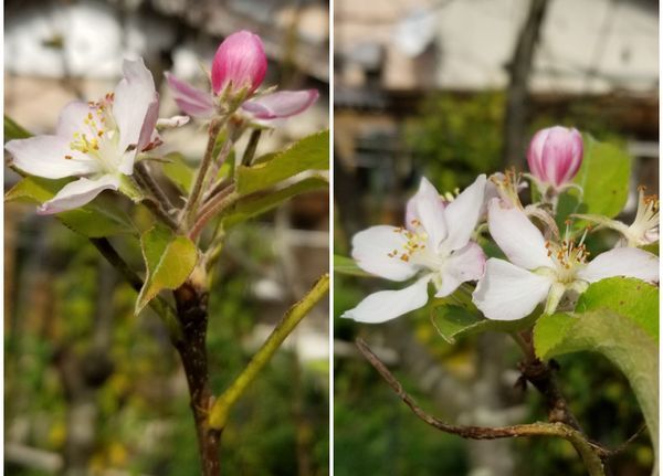 リンゴの花が･･･