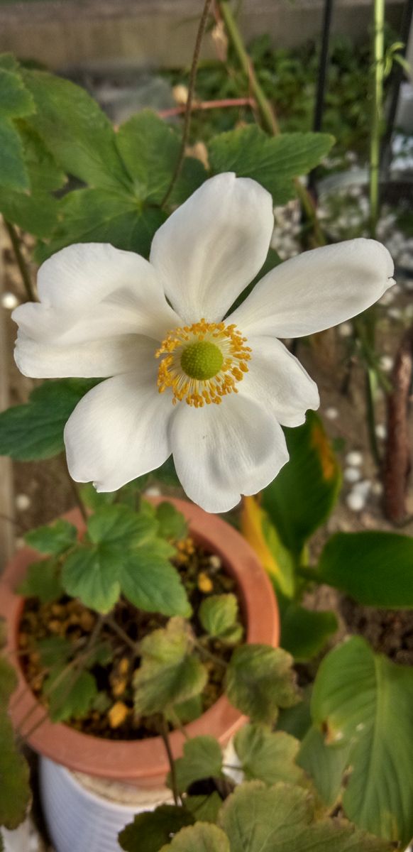 ☆今日の秋明菊☆