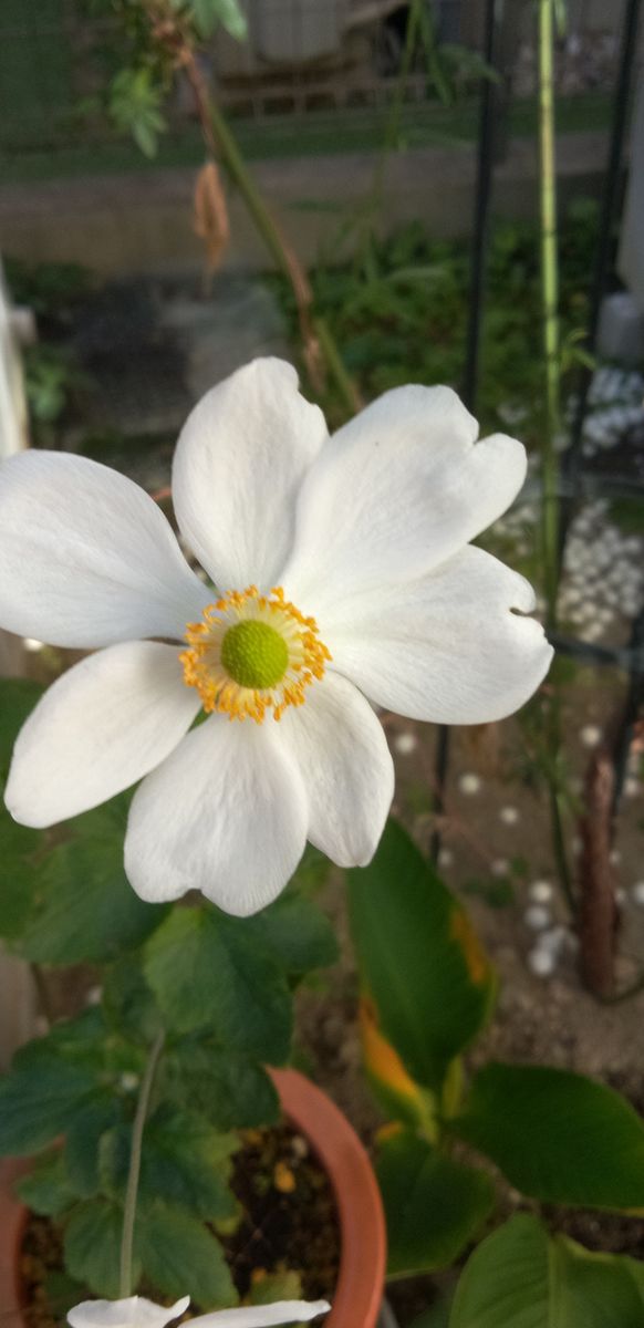 ☆今日の秋明菊☆