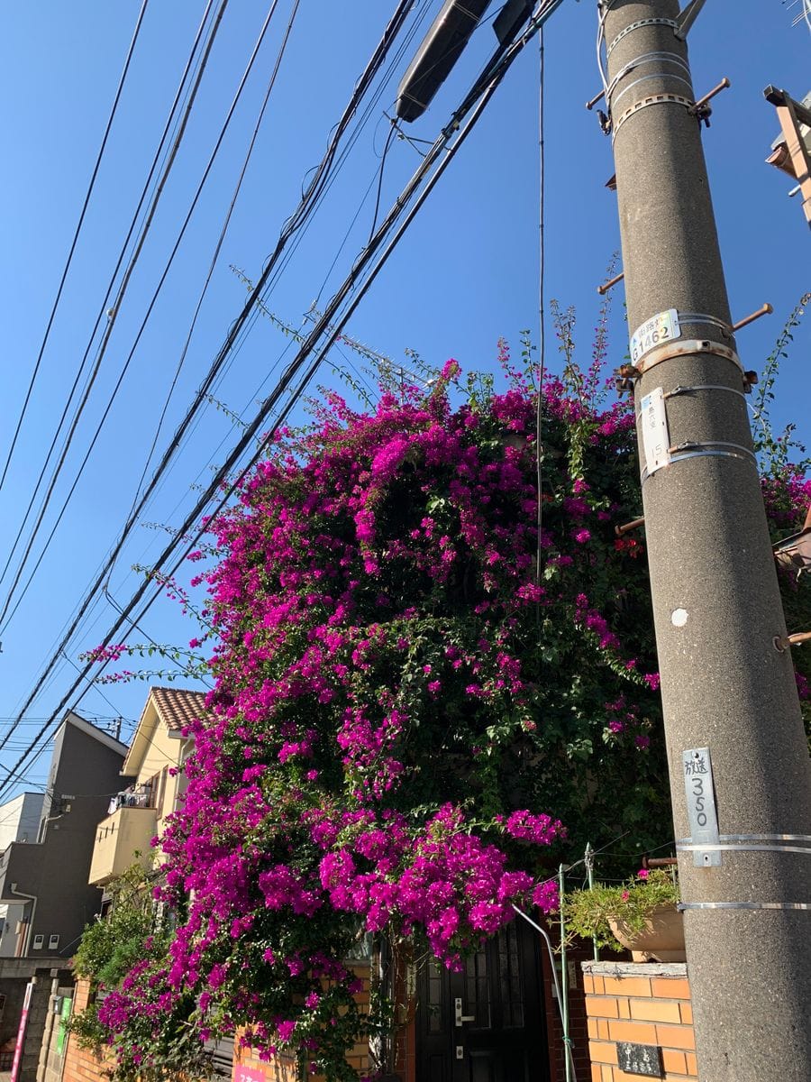 ブーゲンビリアBougainvillea東京伸び放題