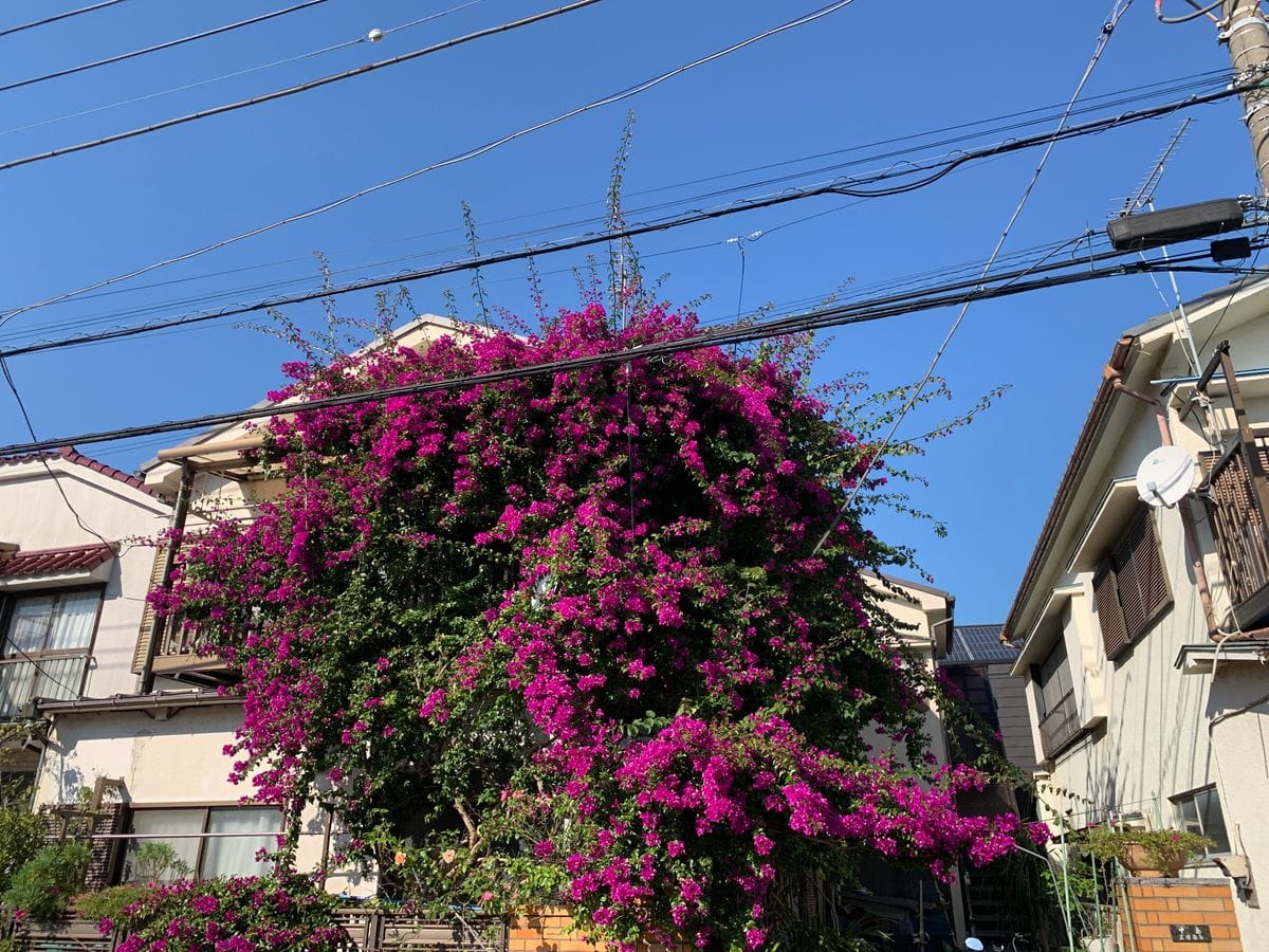 ブーゲンビリアBougainvillea東京伸び放題