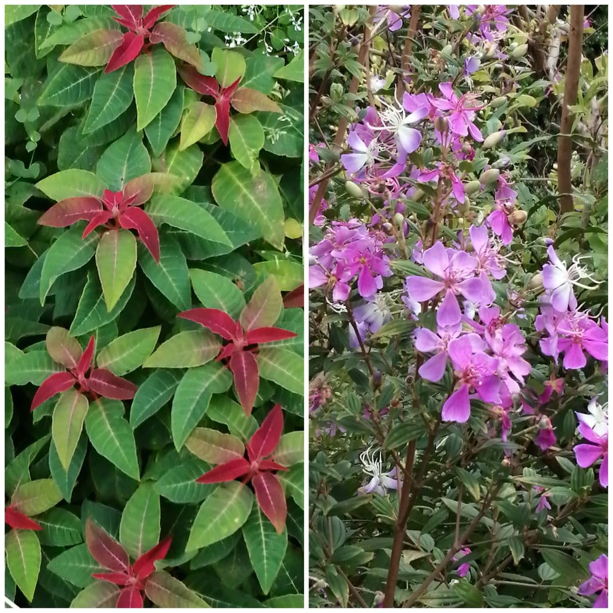 今日の色々 11/3　花友さん宅編