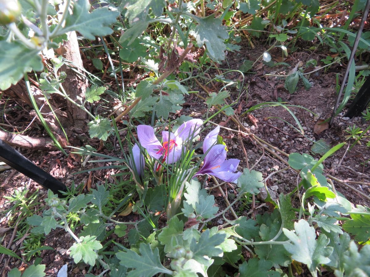 サフランが開花しました。