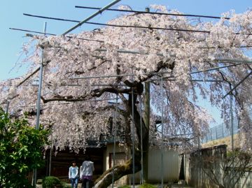 他所のお宅の桜