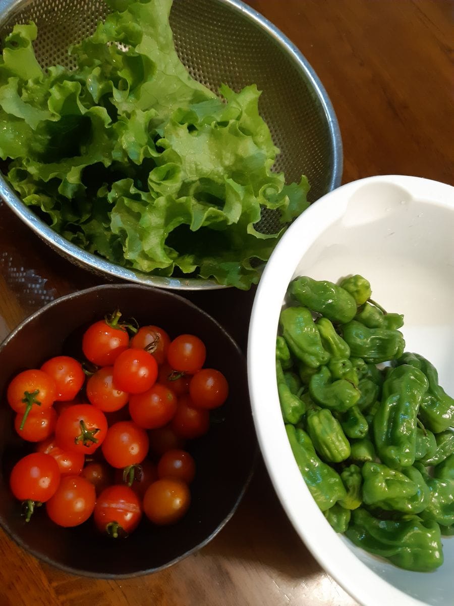 夏野菜を片付け&室内の蘭は…🌞