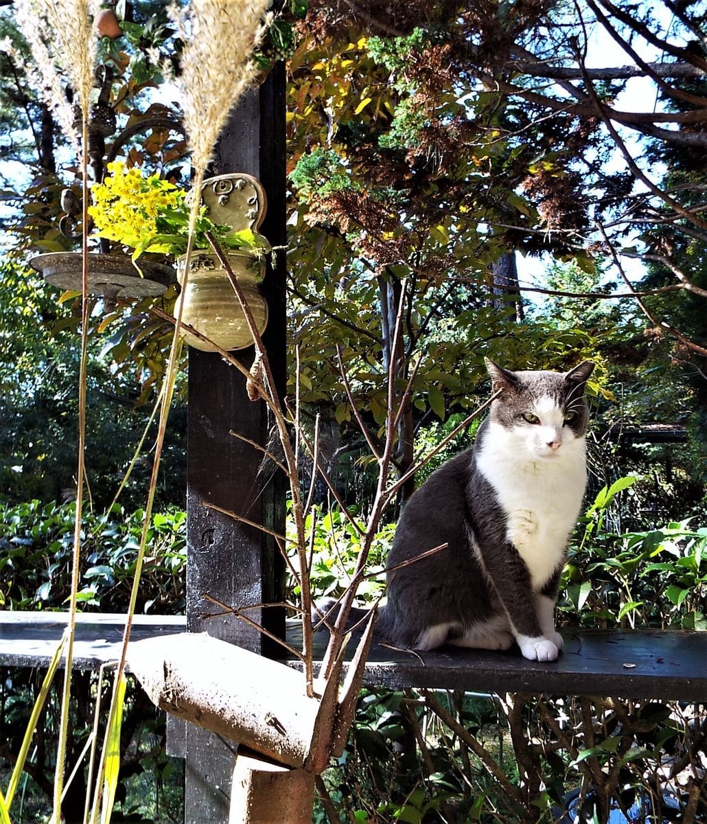 林道の猫　デッキの猫　縁台の猫