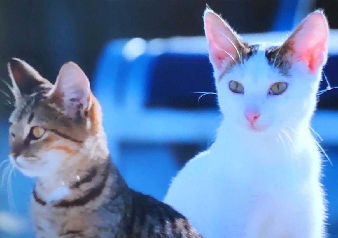 BS岩合さん🐈‍⬛猫歩きジャマイカの猫