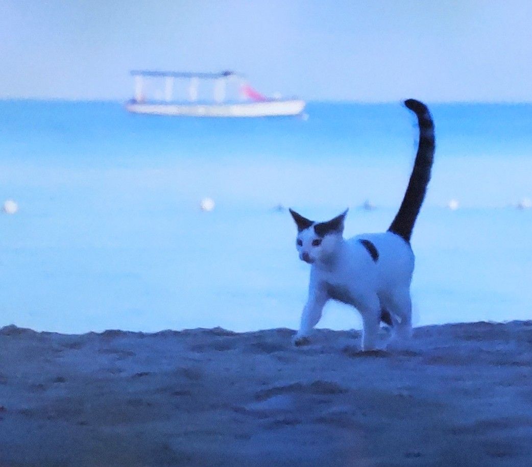 BS岩合さん🐈‍⬛猫歩きジャマイカの猫