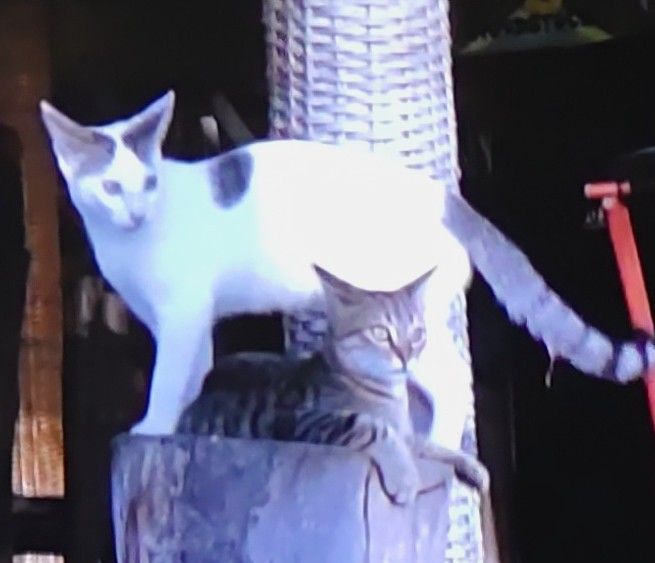 BS岩合さん🐈‍⬛猫歩きジャマイカの猫