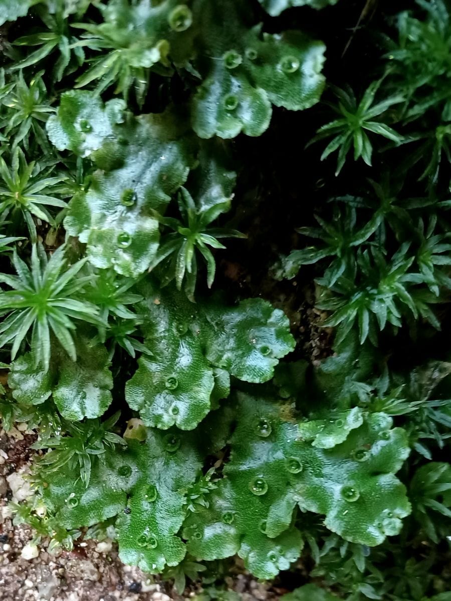 厄介者だけど可愛い💠