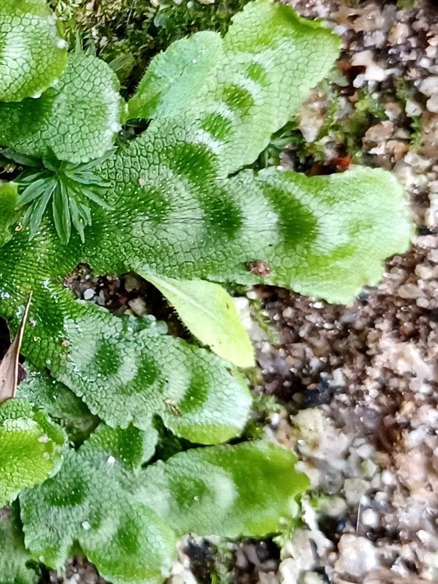 厄介者だけど可愛い💠