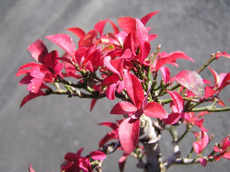 ミニ盆栽・コマユミの紅葉