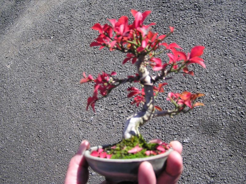 ミニ盆栽・コマユミの紅葉