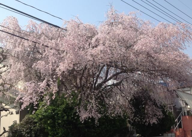 枝垂桜 満開！