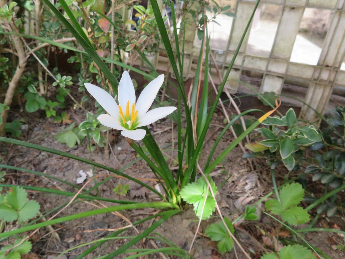 秋の花❓　②