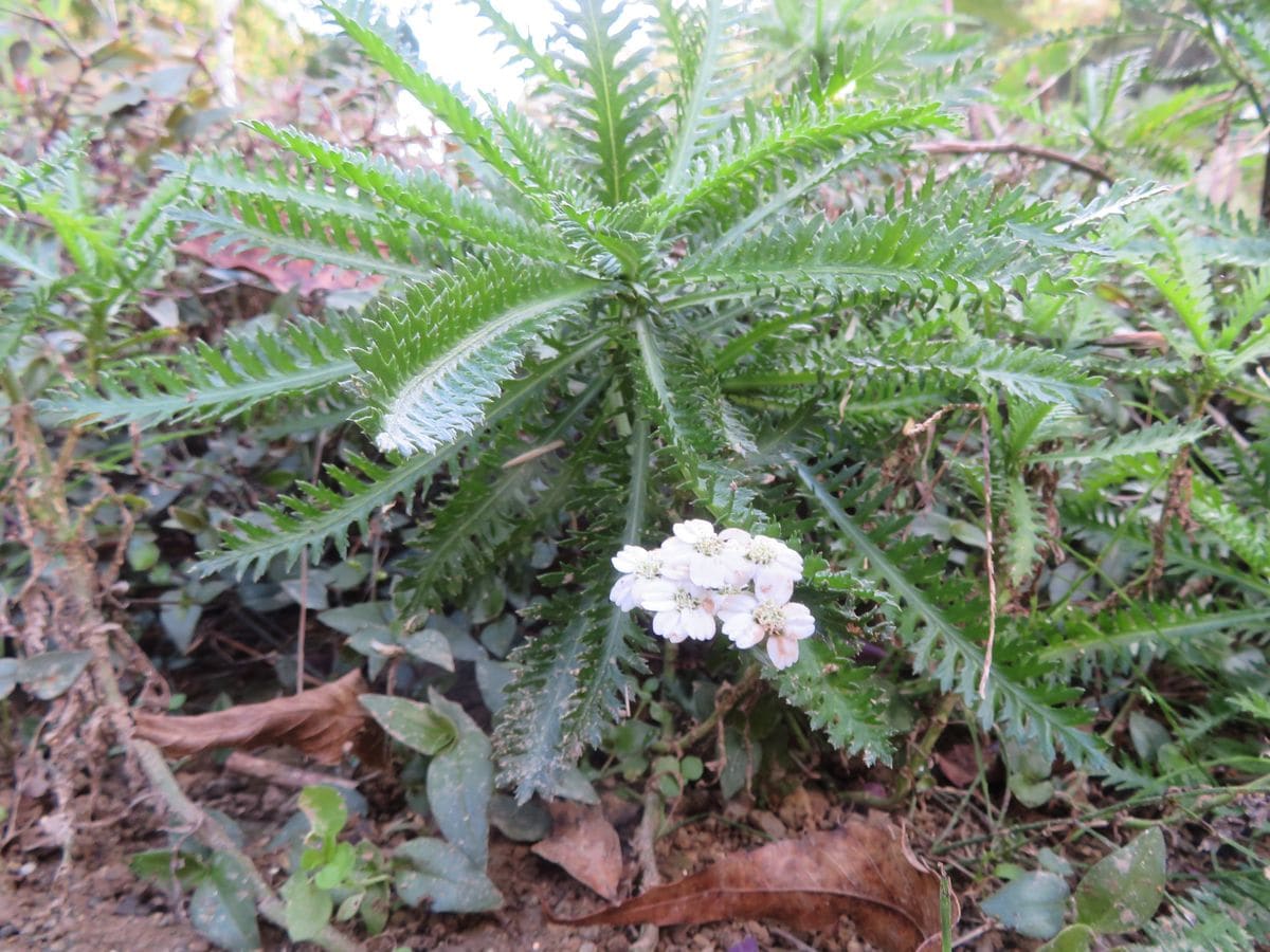 秋の花❓　②