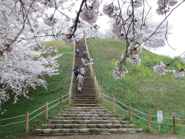 丸墓山古墳の桜