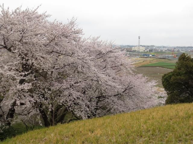 丸墓山古墳の桜