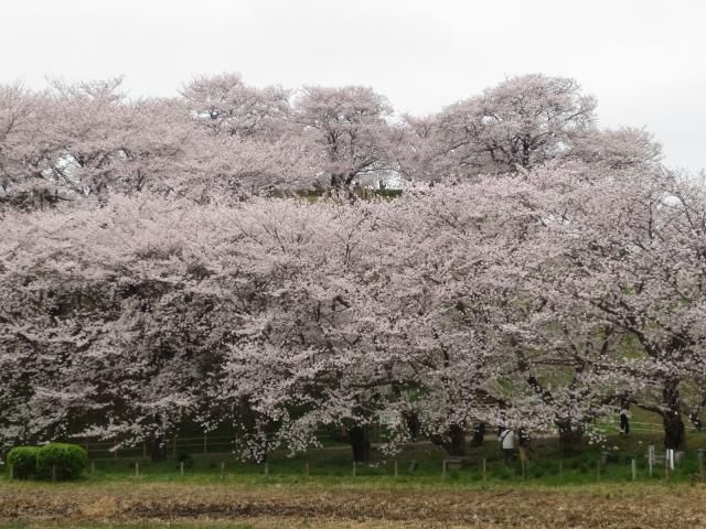 丸墓山古墳の桜