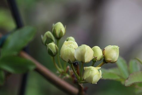 薔薇の季節の到来