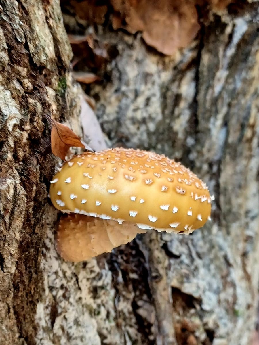 キノコ🍄見つけたけど⚠️