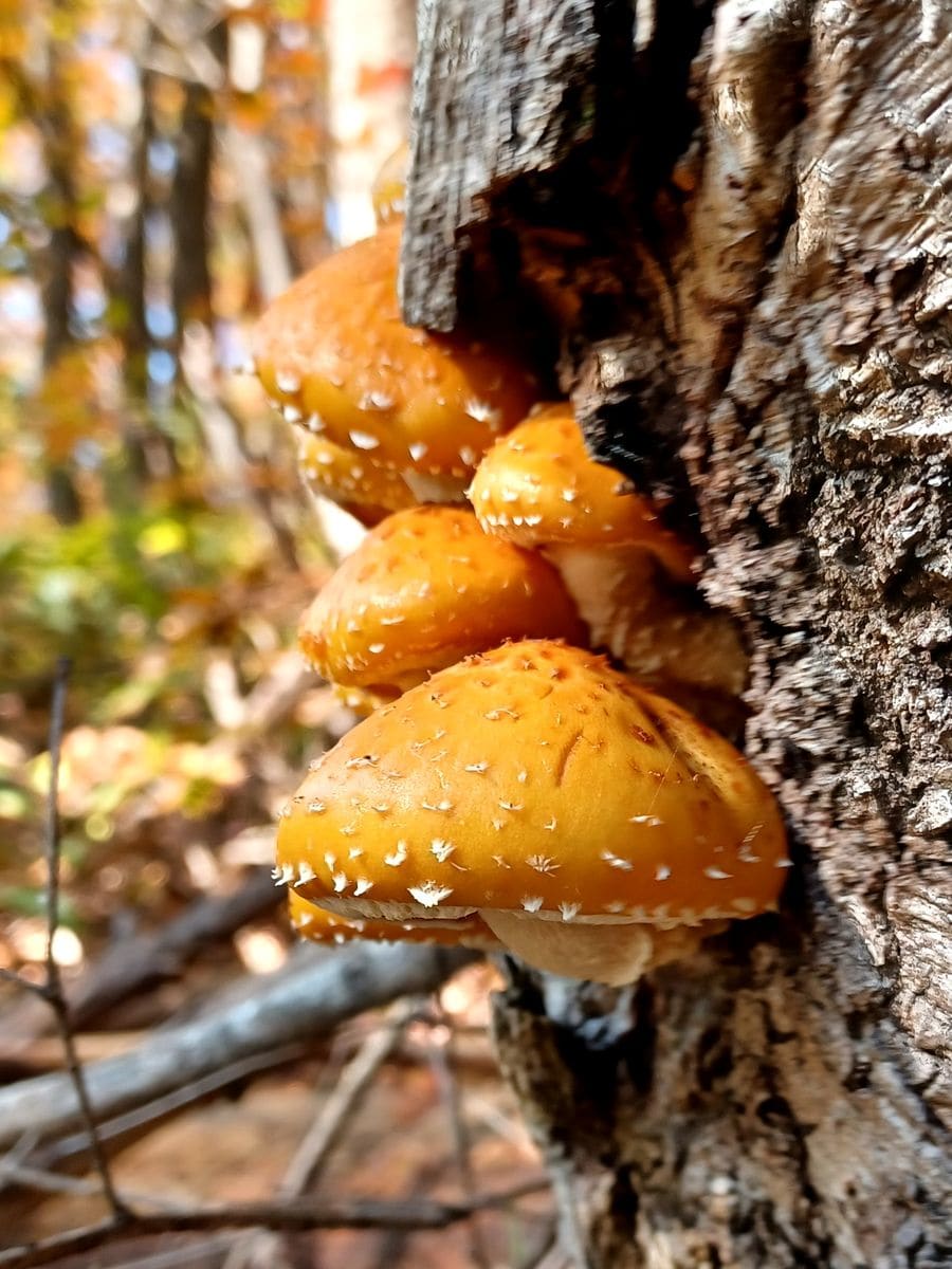 キノコ🍄見つけたけど⚠️