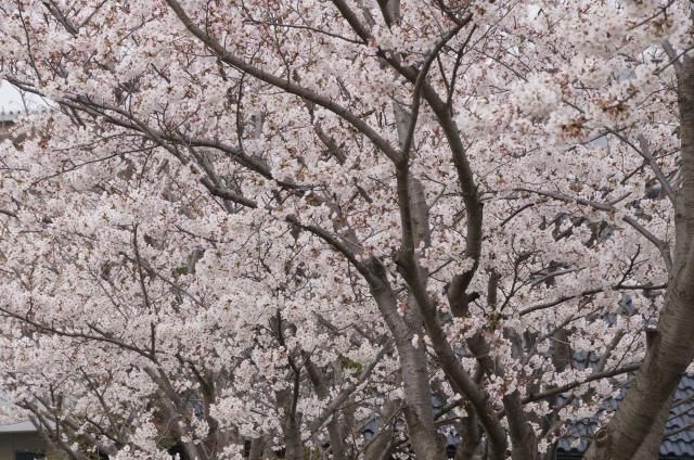 近接公園の桜