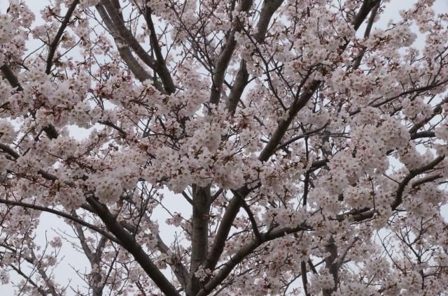 近接公園の桜