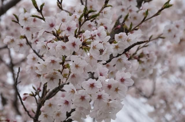 近接公園の桜