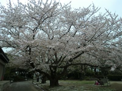 桜、満開・・・大船植物園にて②