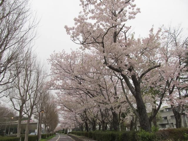 桜2013