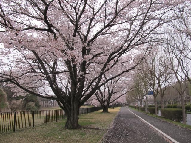 桜2013