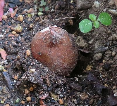 チューリップ・・地上に出て来た！・・芽じゃなくて！・・球根がね・・