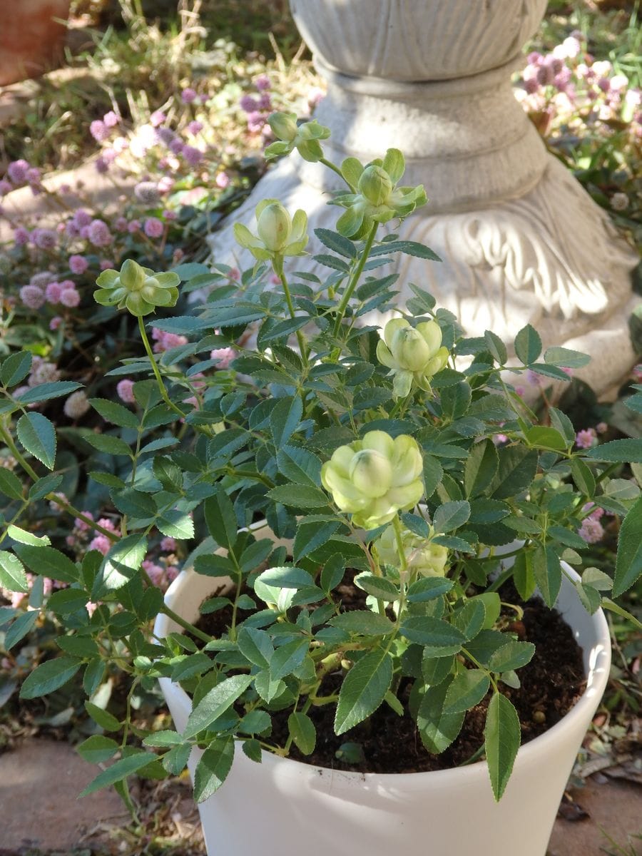 ミニ薔薇エクレール🌹