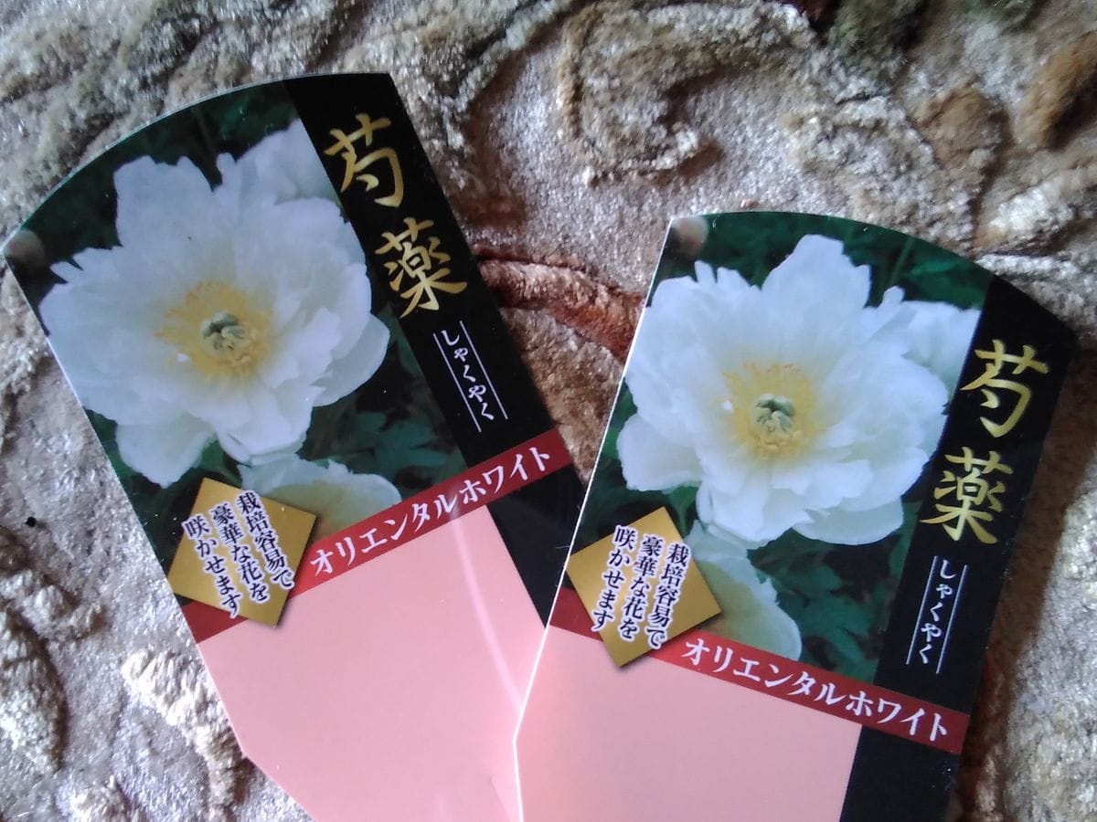 ずっと欲しかった芍薬が手に入りました。