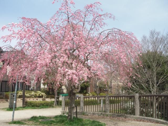 お花見