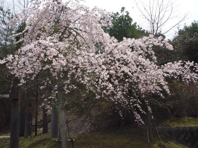 お花見