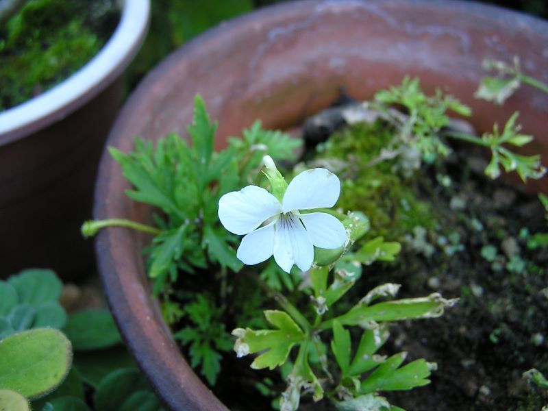 山野草・3点